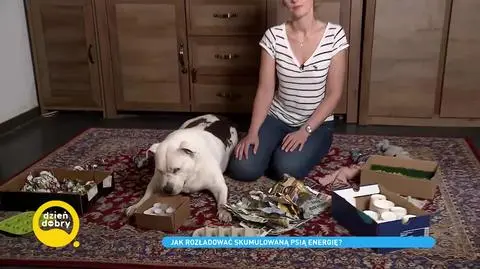 Zabawy z psami. Jak rozładować w domu energię naszych pupili?