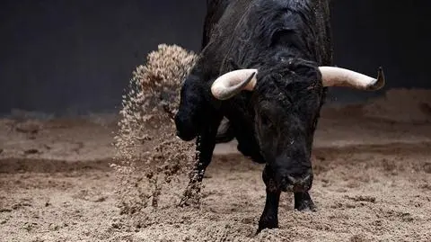 Sennik: byk – czarny, atakujący, z rogami. Znaczenie | Dzień Dobry TVN