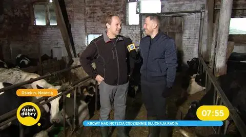 Jakiej muzyki lubią słuchać krowy?