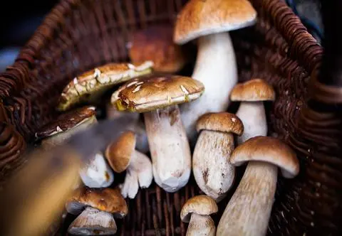 Smażone na patelni borowiki z sosem grzybowym i żółtkiem - super esencjonalne i smaczne danie
