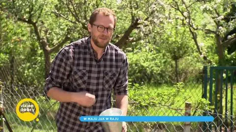 Łąka kwietna w ogrodzie. Jak ją założyć?