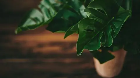 Filodendron - czy jest trujący? Odmiany i uprawa | Dzień Dobry TVN