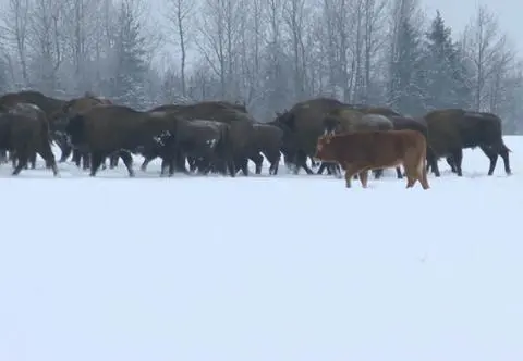 Podlaska krowa słynna na cały świat :)