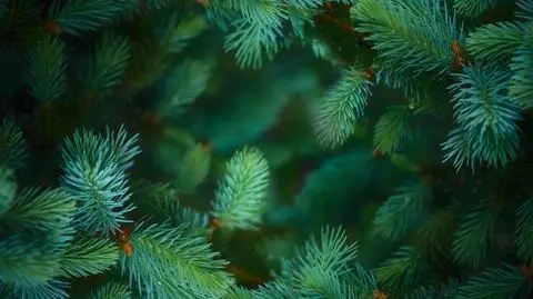 Świerk kaukaski - odmiany. Choinka na święta | Dzień Dobry TVN