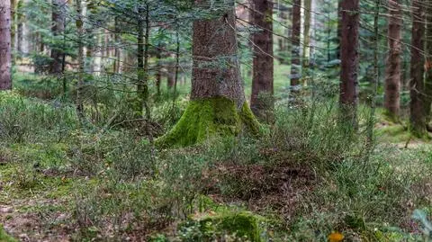 Borowik grubotrzonowy – jak wygląda? Opis grzyba | Dzień Dobry TVN