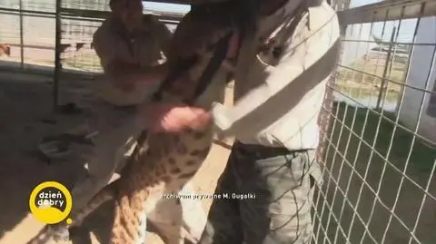 Mateusz Gugałka pracował z Joe Exotic. Napisał książkę o "Królu tygrysów"