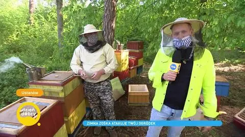 Jak powstaje miód?