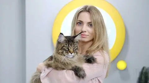 El Niño – kotka z tytułem World Winner 2019! Kąpiele, układania futra i nauka rozciągania!