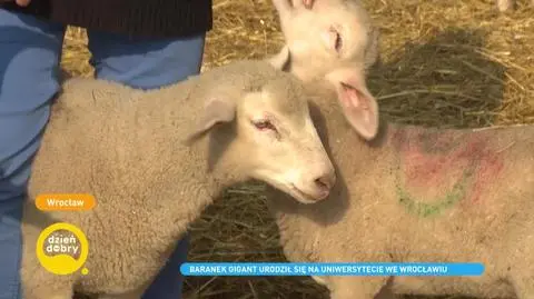 7-kilogramowe jagnię szuka imienia. Baranek gigant urodził się na Uniwersytecie Przyrodniczym we Wrocławiu
