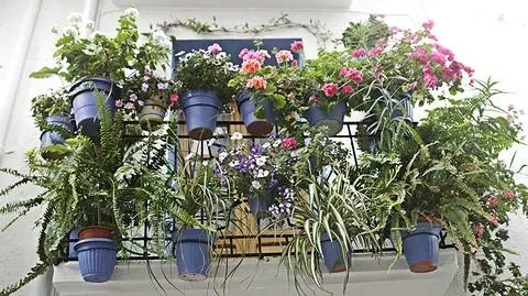 Jakie wybrać kwiaty na bardzo słoneczny balkon?