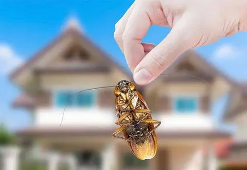 Sposoby na domowe insekty. Jak pozbyć się moli, pluskiew, karaluchów i innych owadów?