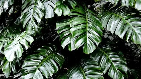 Monstera - jak ją uprawiać i pielęgnować? Rodzaje | Dzień Dobry TVN