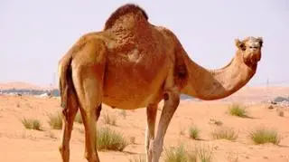 Wielbłąd