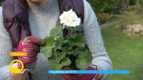 Pelargonia – popularne odmiany i uprawa rośliny, kompozycje z pelargoniami | Dzień Dobry TVN