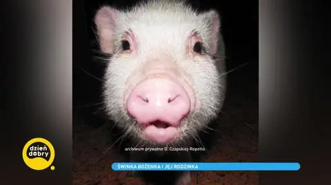 Świnka Bożenka – mieszka w bloku i ma własny pokój. Nie uwierzycie, co potrafi zrobić