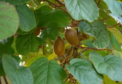 Mini kiwi - co to za owoc? Dlaczego warto je jeść i uprawiać?