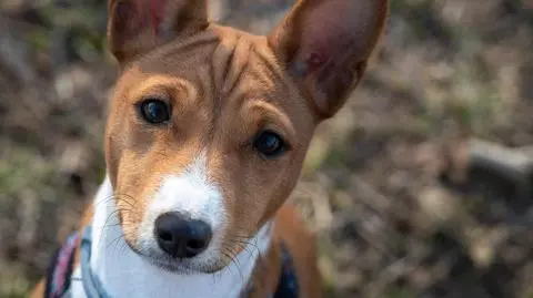 Basenji, rasa psa, która nie szczeka! Basenji: charakter, pielęgnacja i najczęstsze choroby rasy