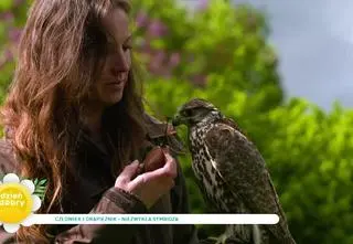 Natalia Jarmakiewicz, sokolniczka. Jak zaczęła pracować z tymi ptakami?