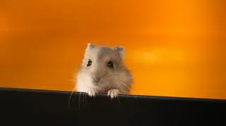chomik