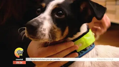 Dzięki tym gadżetom pies będzie widoczny po zmroku