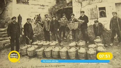 Grzyby jadalne z blaszkami - jakie wyróżniamy?