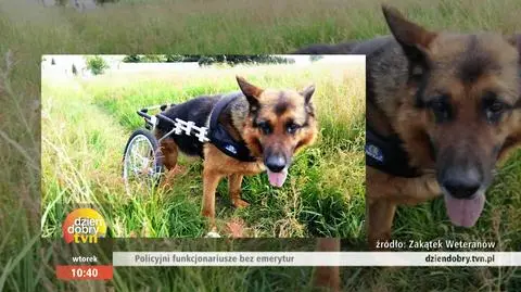 Zwierzęta na służbie. Co się z nimi dzieje na emeryturze?