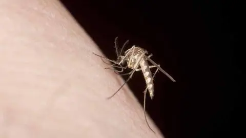 Jak pozbyć się komarów? Skuteczne sposoby | Dzień Dobry TVN