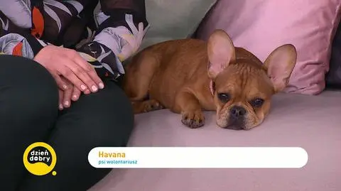 Pies Havana – prowadzi dogoterapię w hospicjum dziecięcym