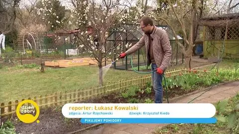 Pikowanie pomidorów - łatwy sposób nawet dla początkujących