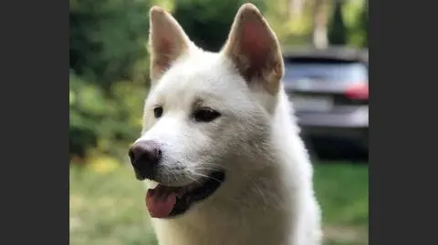 Jak wybrać odpowiednią karmę dla psa alergika?