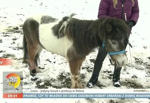 Louis - jedyny w Polsce kucyk z protezą nogi