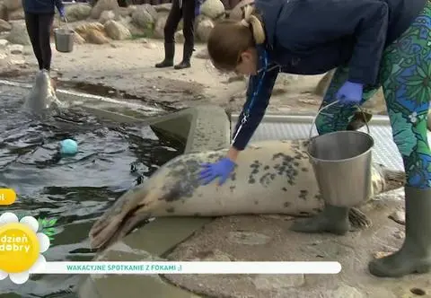 Jak zachowywać się w fokarium?