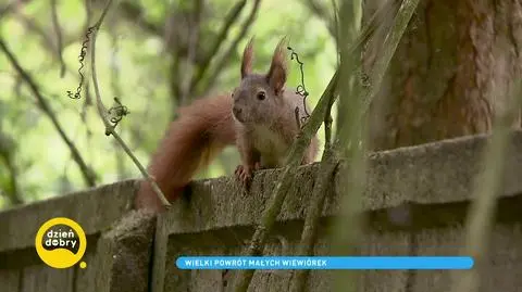 Uratowane przed śmiercią wiewiórki wracają na wolność