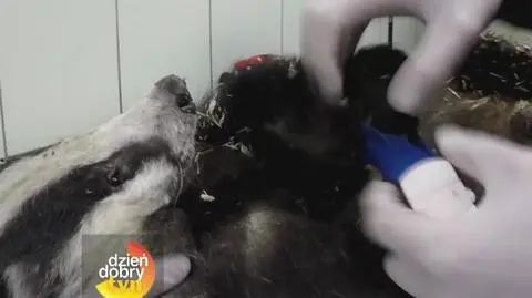 Borsuk Karolek i polski dr Dolittle