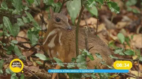 Myszo-jeleń odnaleziony. Przez 30 lat uważano go za gatunek wymarły