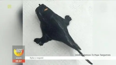 Ta ryba uciekłaby z talerza