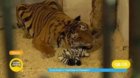 Czy uratowane tygrysy pojadą do Hiszpanii?
