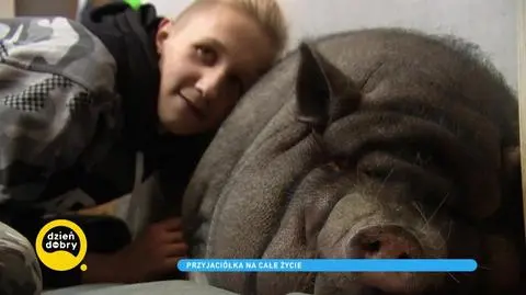 Świnka Nono – niezwykła terapeutka Pawła, który cierpi na złożoną wadę płuc i serca