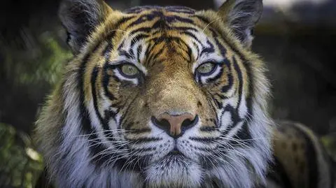 Tygrysica z nowojorskiego zoo zakażona koronawirusem
