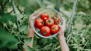 Jak uprawiać pomidory? Praktyczne porady