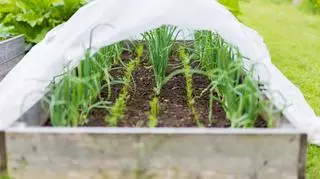 Uprawa cebuli w ogródku