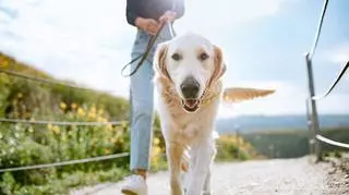 Pies na spacerze