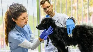 Weterynarz - czy to najciekawszy zawód świata?