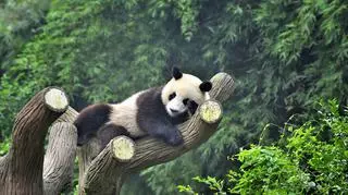 Międzynarodowy Dzień Pandy Wielkiej - co warto wiedzieć o tych uroczych zwierzętach?