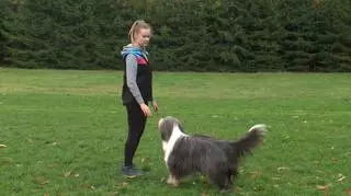 Dog dancing - doskonały sposób na wsparcie psiej inteligencji