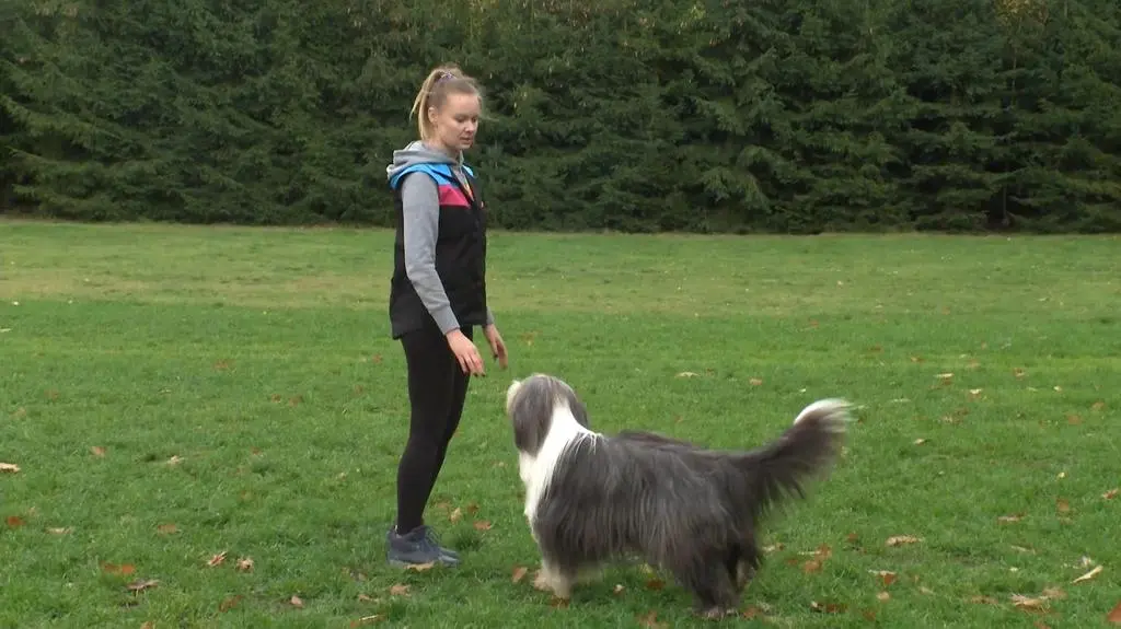 dog dancing