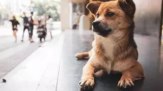 Cieczka u psa – ile trwa? Co ile występuje?
