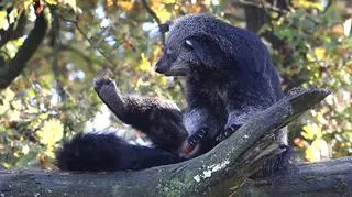 W łódzkim ZOO na świat przyszły kotomisie. To jedne z najstarszych kotokształtnych na świecie