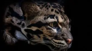 To najbliższy żyjący krewniak tygrysa szablozębnego