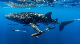 Międzynarodowy Dzień Rekina Wielorybiego. Co to za zwierzę?